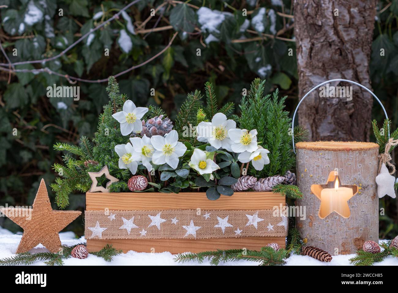 christmas garden arrangement with helleborus niger and coniferous in wooden box and lantern Stock Photo