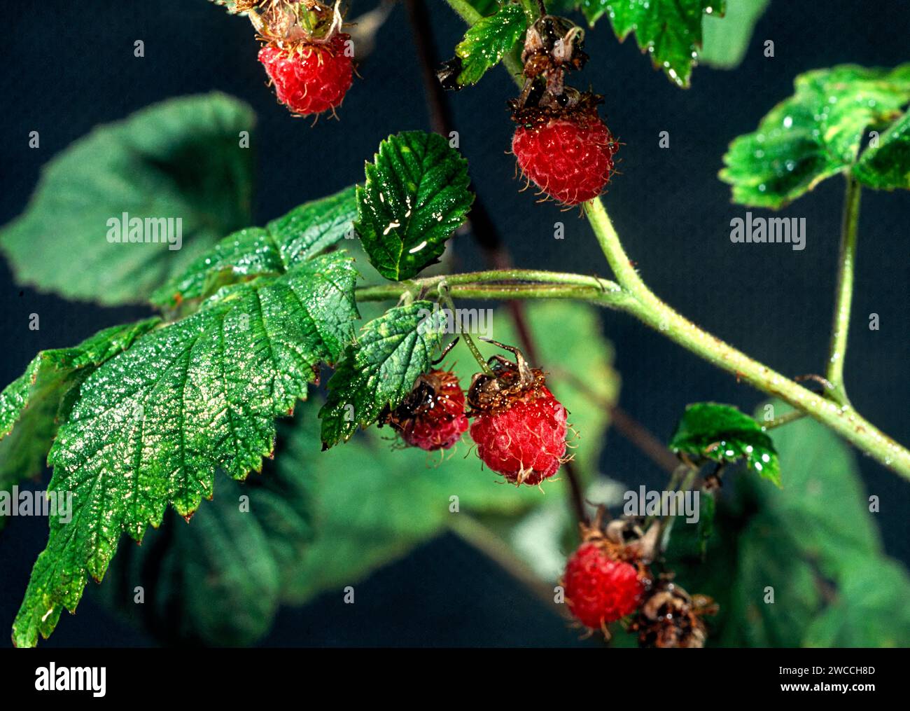Wild raspberries hi-res stock photography and images - Alamy