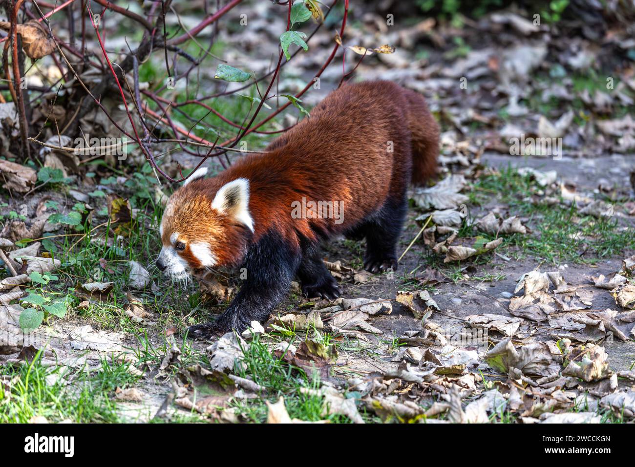 The red panda, Ailurus fulgens, also called the lesser panda and the ...