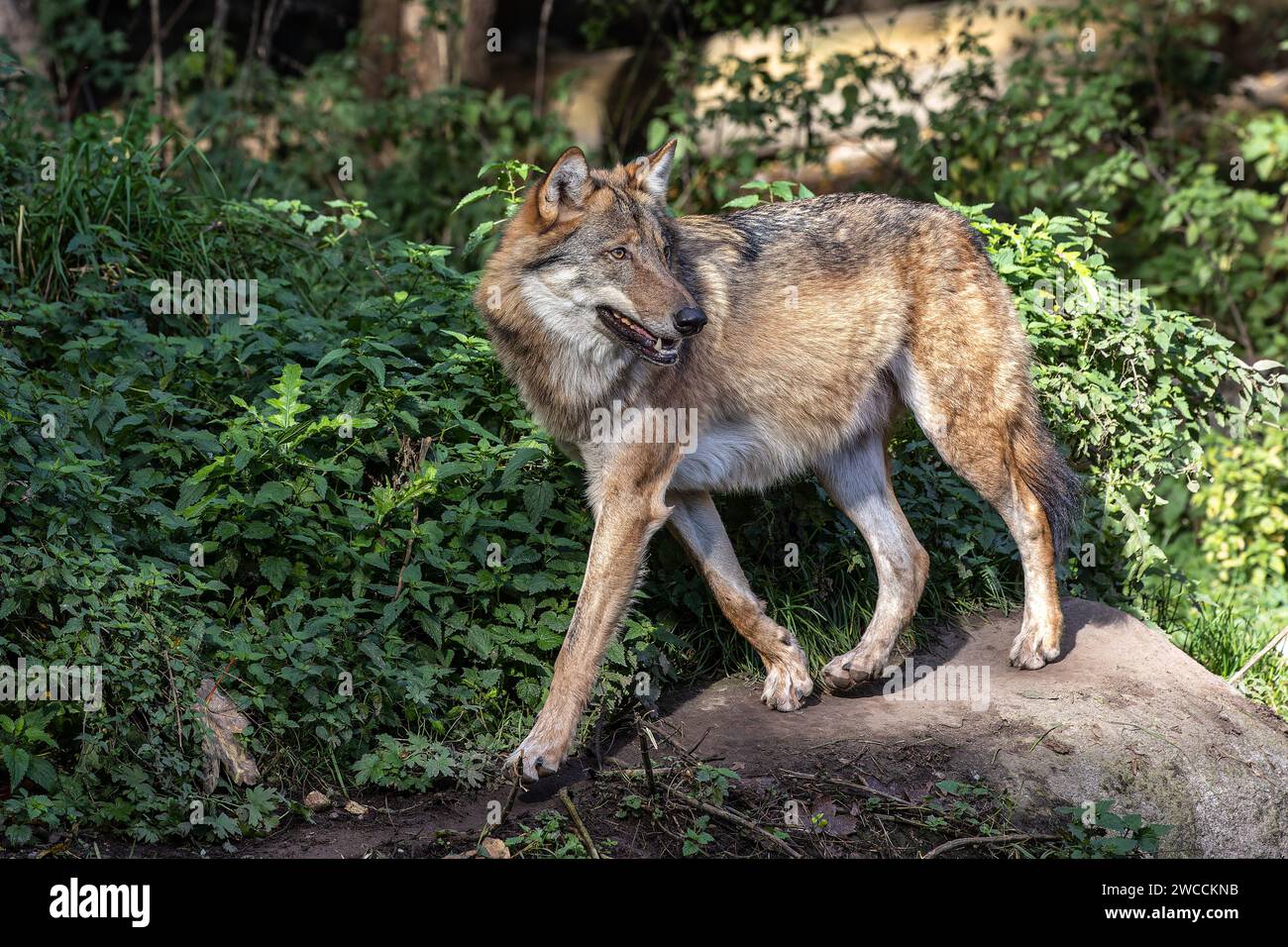 The wolf, Canis lupus, also known as the grey wolf or timber wolf is a ...