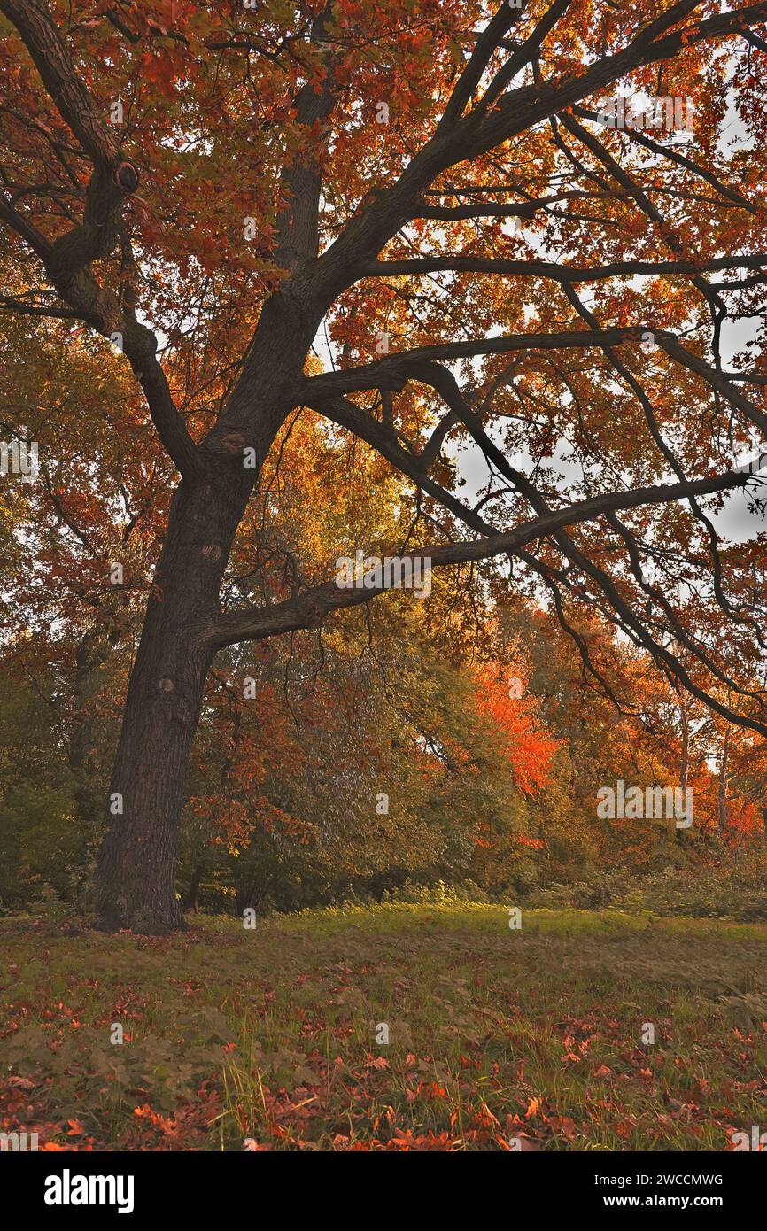 The majesty of a giant oak in autumn season, in Jungfernheide, in Berlin, Germany Stock Photo