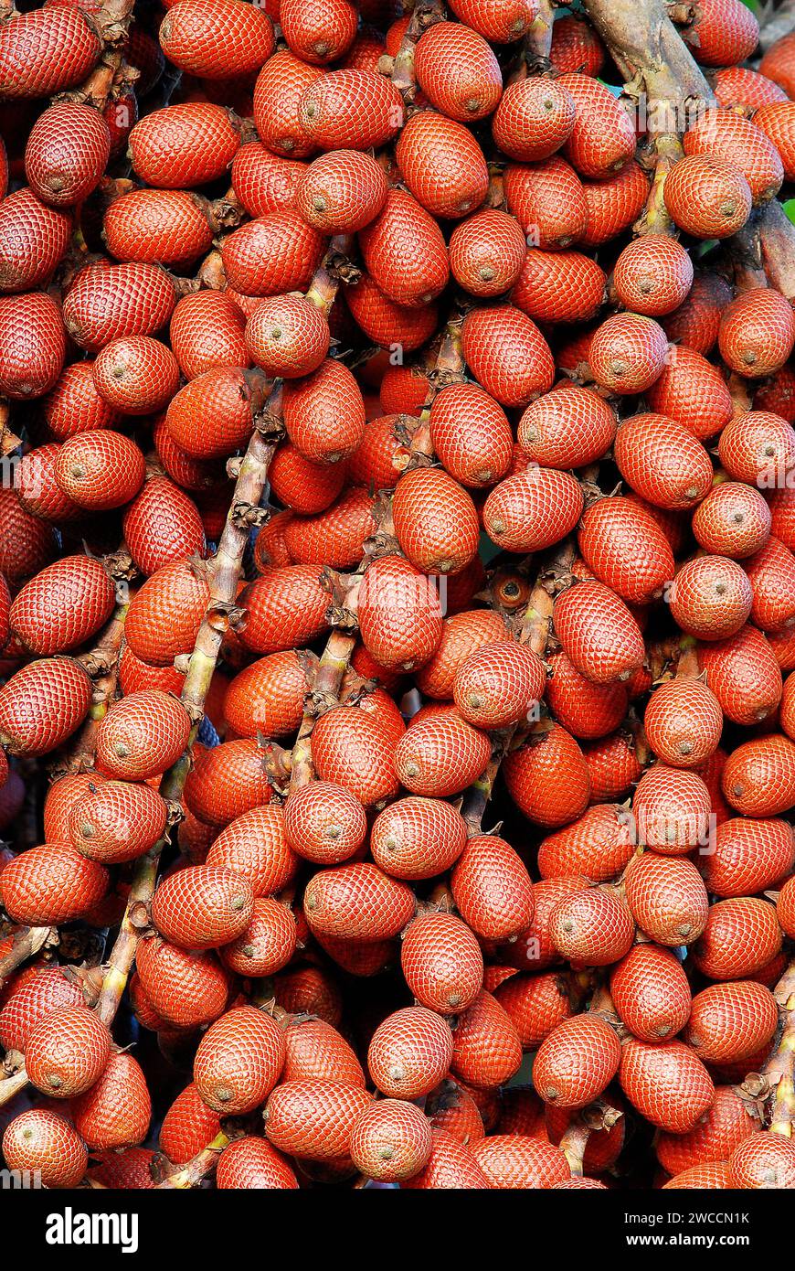Frutos do buritizeiro, Mauritia flexuosa (Arecaceae),2012 Stock Photo