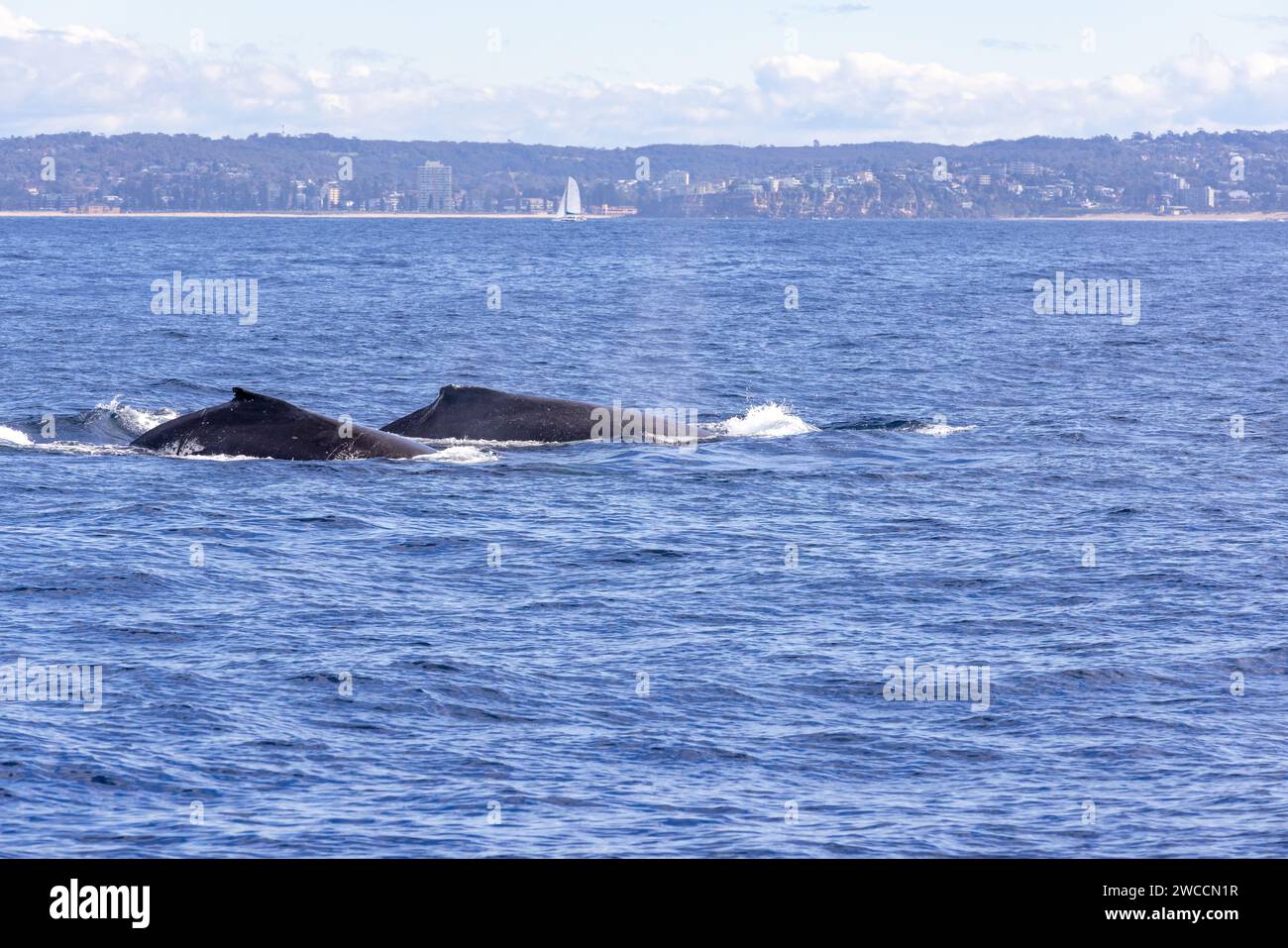 Humpback whale flipper barnacles hi-res stock photography and images ...