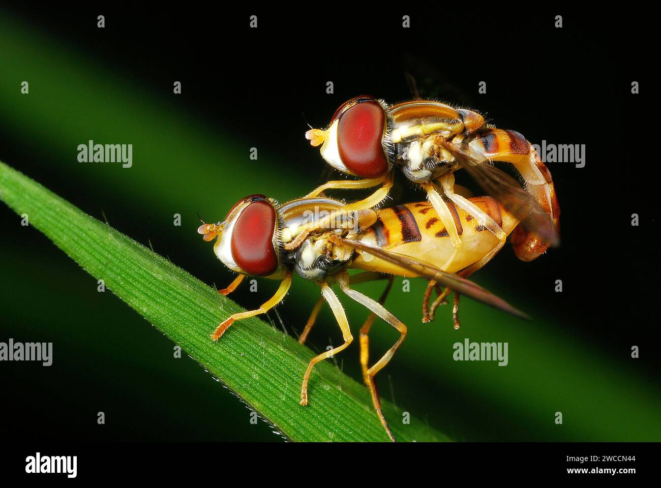 Casal de mosquinha mindim em copula, Syrphus sp., Syrphidae, Diptera. 2012. Stock Photo