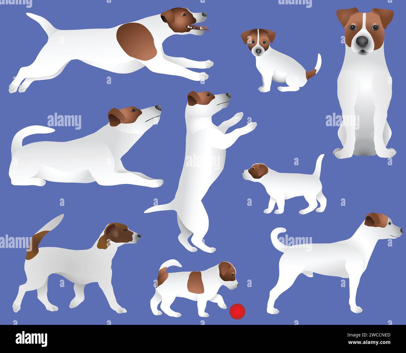 Collection of Jack Russell terrier dog breed in colour image Stock