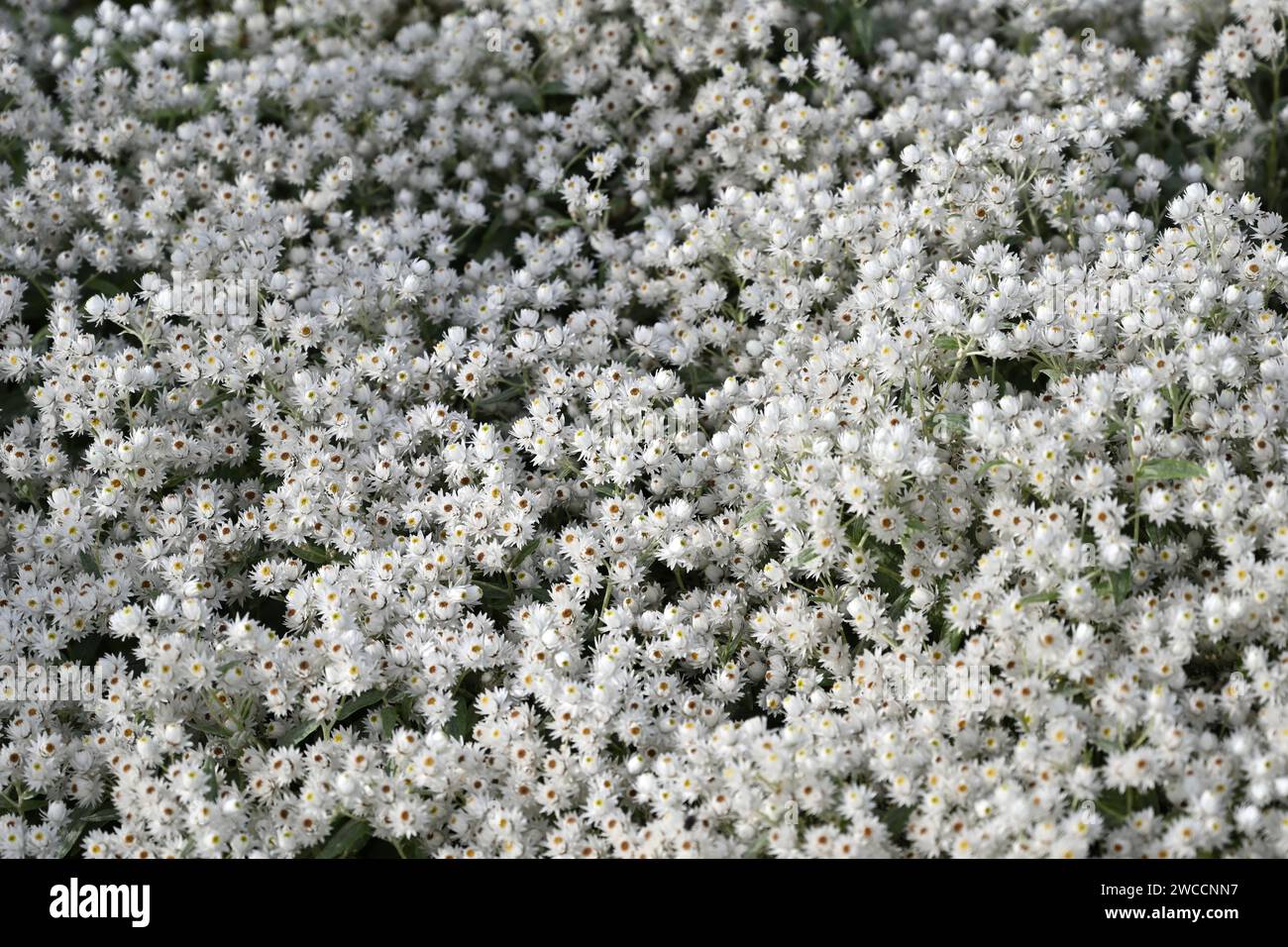 Everlasting white summer flowers of Anaphalis triplinervis 'Sommerschnee' growing in UK garden September Stock Photo