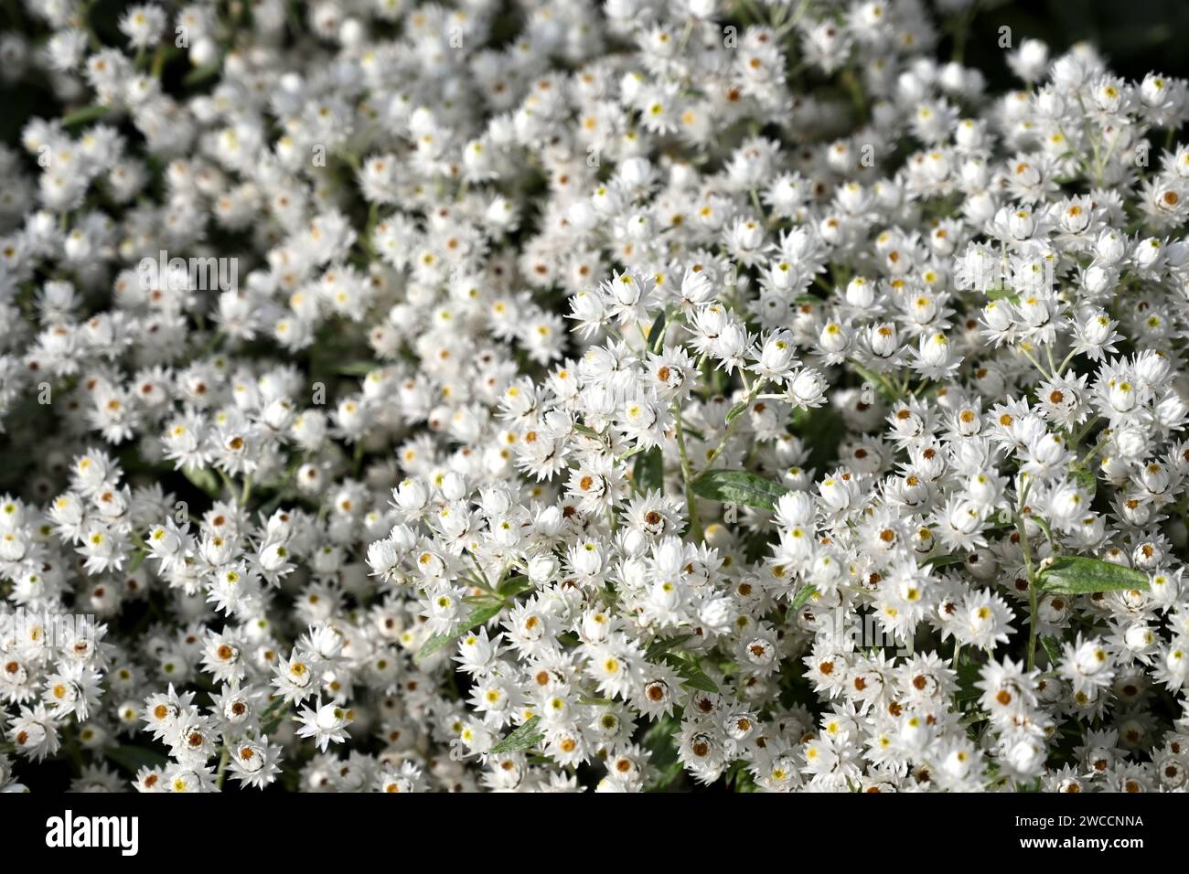 Everlasting white summer flowers of Anaphalis triplinervis 'Sommerschnee' growing in UK garden September Stock Photo