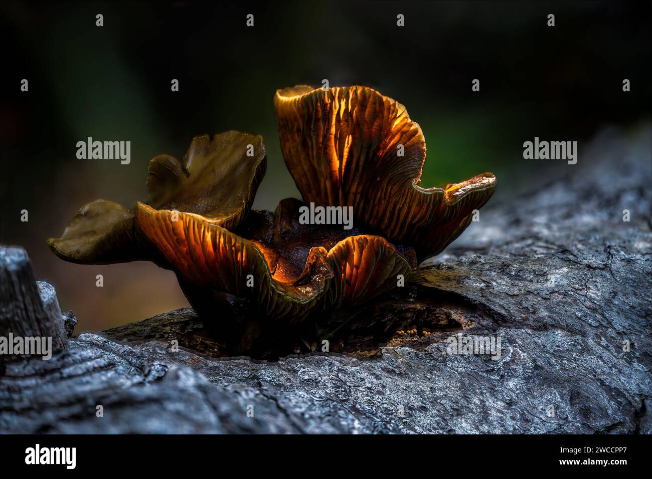 Glowing Mushroom on a Dead Tree Stock Photo