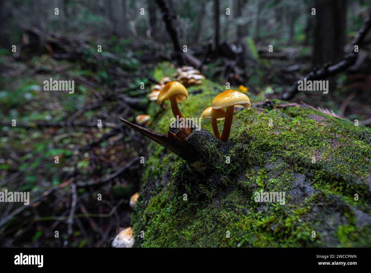 Toadstool Mushrooms on a Dead Tree Stock Photo