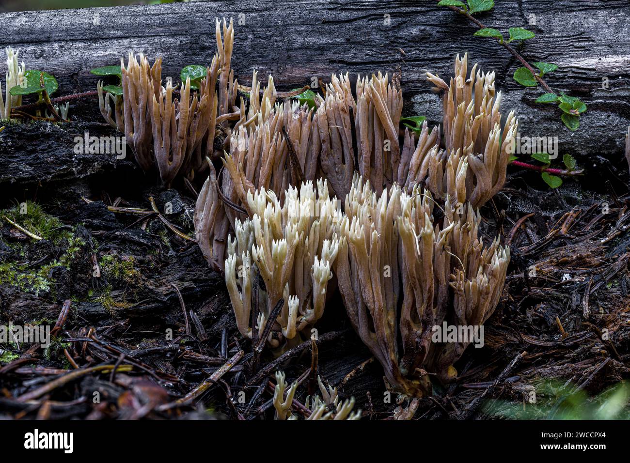 Strict-branch Coral (Ramaria stricta) Fungus Stock Photo