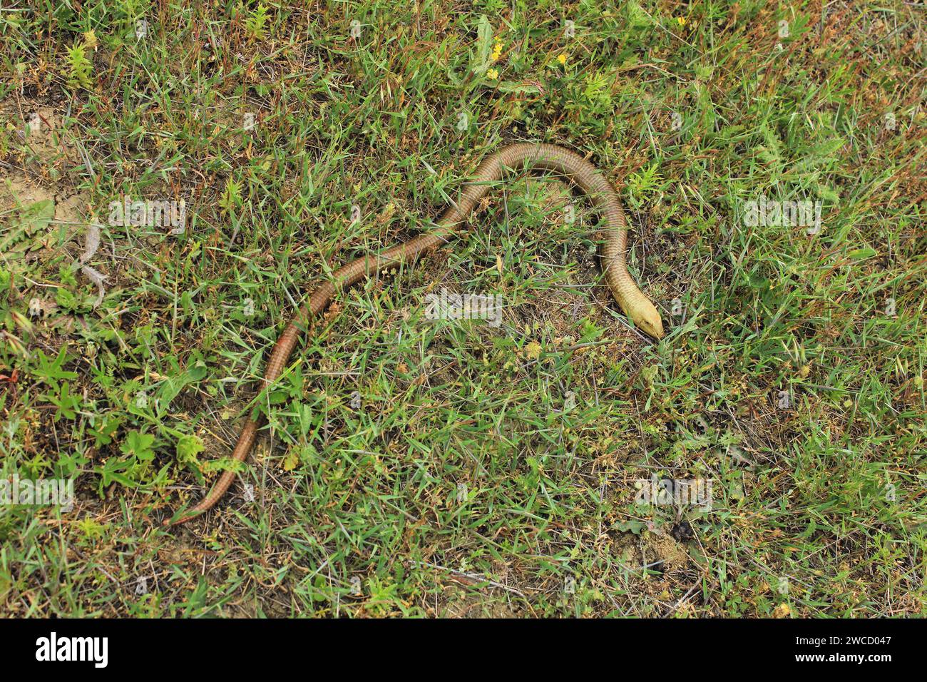 Yellow snake hi-res stock photography and images - Alamy