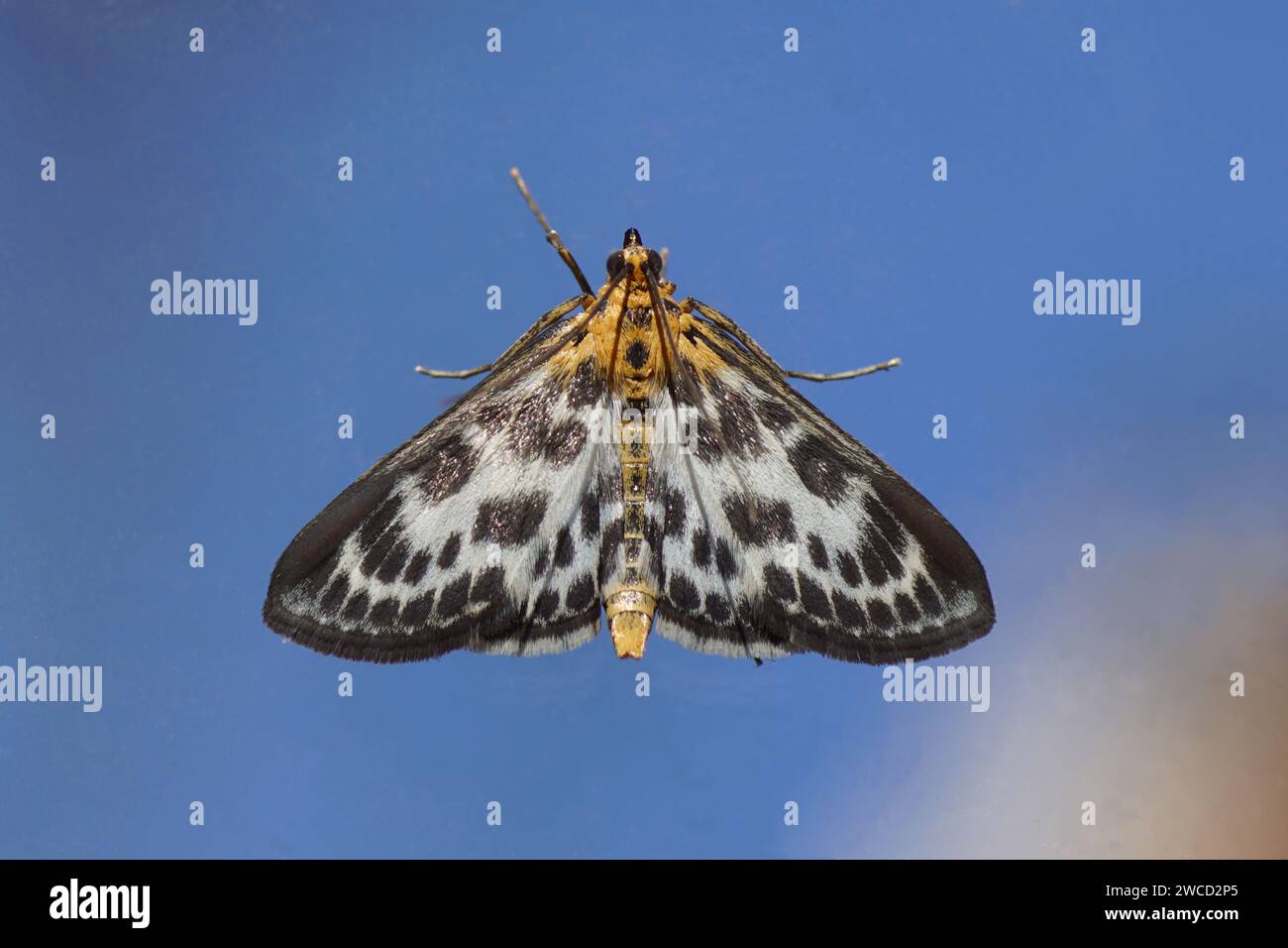 Small Magpie (Anania hortulata, formely: Eurrhypara hortulata). Subfamily Pyraustinae. Family grass moths (Crambidae). On glass, blue sky. Spring, Stock Photo