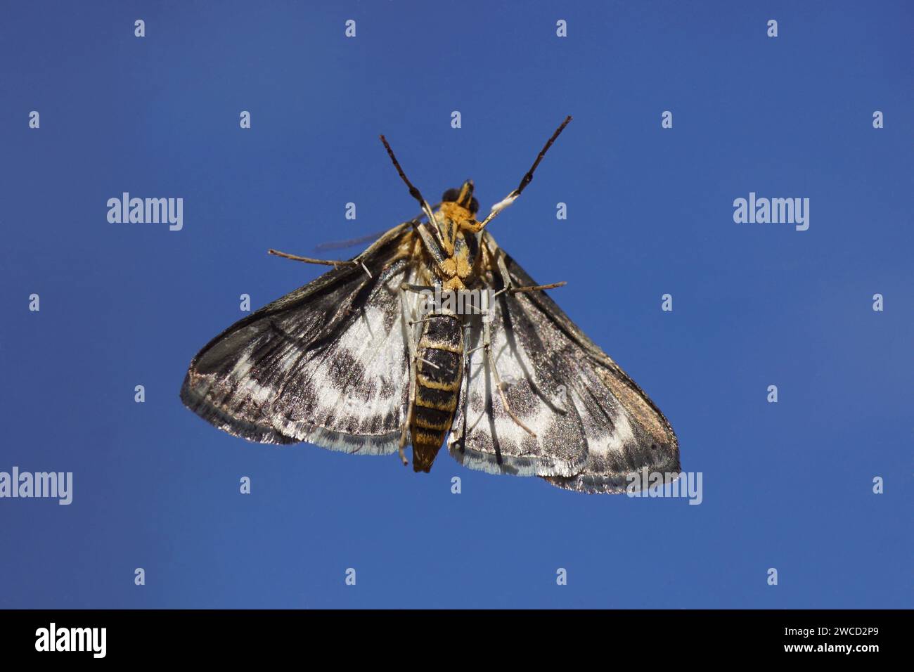 Underside Small Magpie (Anania hortulata, formely Eurrhypara hortulata). Subfamily Pyraustinae. Family grass moths (Crambidae). On glass, blue sky Stock Photo