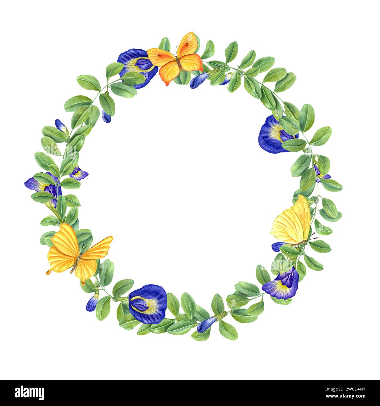 Wreath of blue wisteria and yellow butterflies. Clitoria ternatea, Fluttering lepidoptera. Green leaves, flowers, buds. Blooming branches Stock Photo