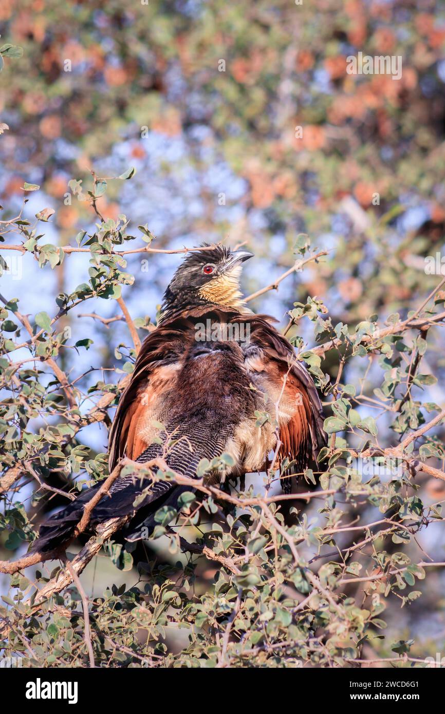 Burchell's coucal (Centropus burchellii) sitting in a tree during the day, Kruger National Park, South Africa Stock Photo