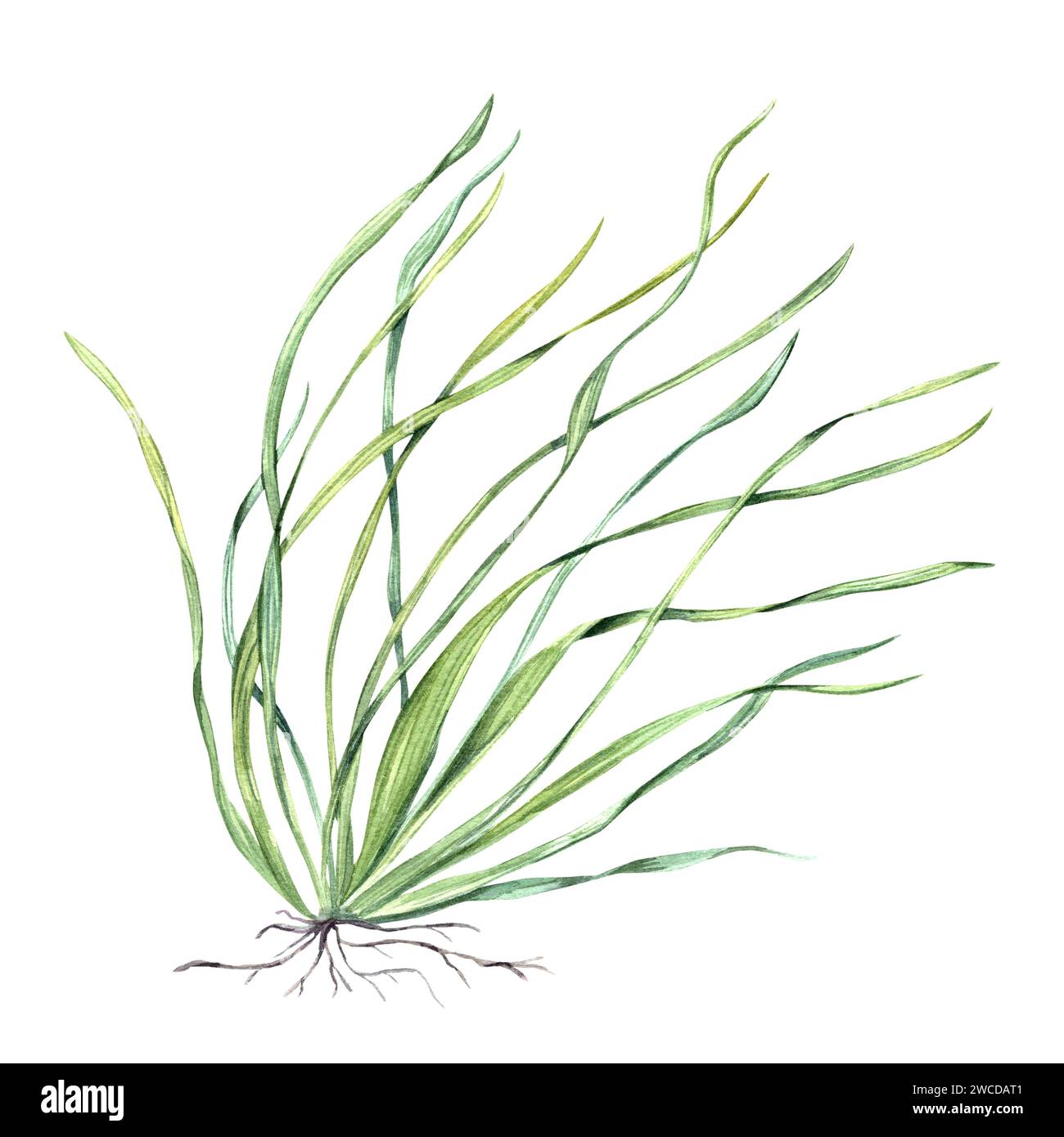 Sea grass with roots. Algae, seaweed. Underwater kelp. Green herb with long leaves. Aquarium plant. Echinodorus. Vallisneria. Watercolor illustration Stock Photo