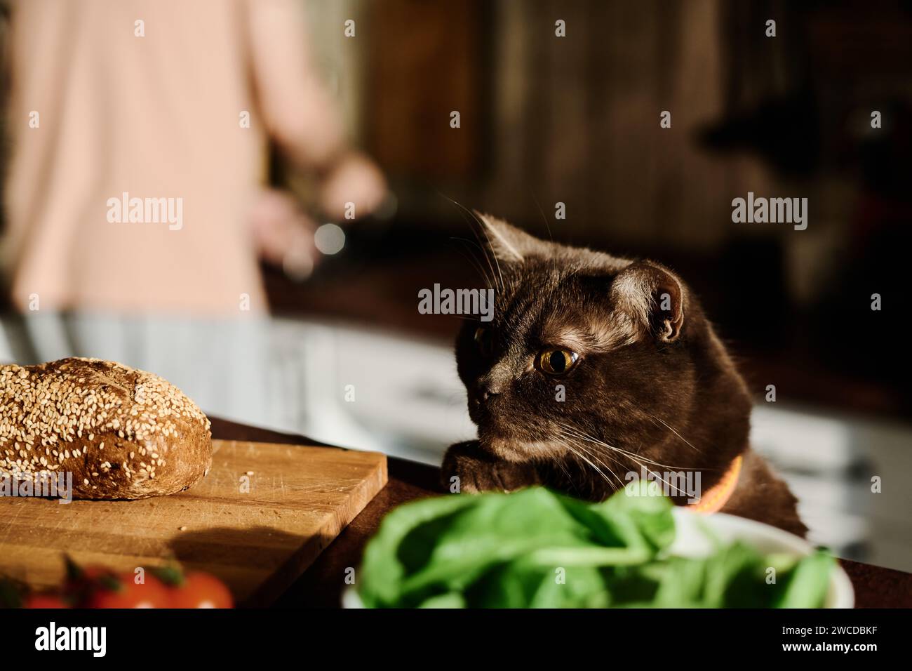 Cute purebred cat standing by kitchen table and looking at fresh homemade bread on wooden board in front of camera Stock Photo