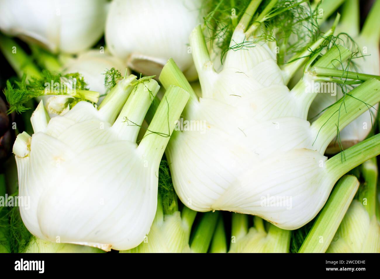 A detailed close-up photograph capturing a vibrant array of lush green fennels neatly arranged on a table Stock Photo