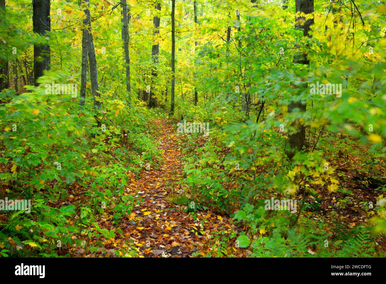 Wolf Mountain Trail, Ottawa National Forest, Michigan Stock Photo - Alamy