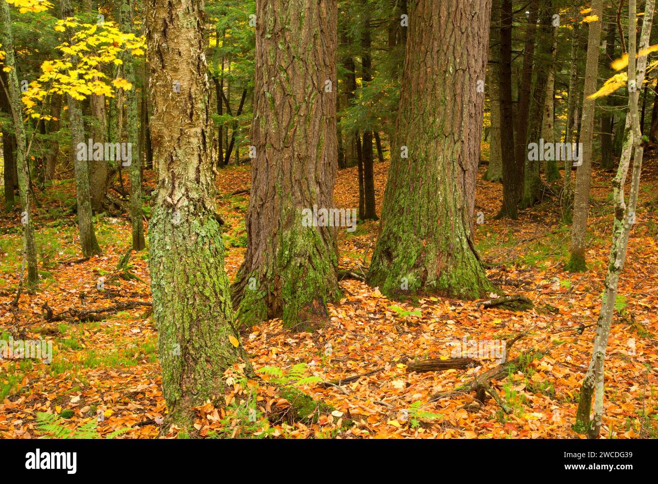 Forest, Sylvania Wilderness, Ottawa National Forest, Michigan Stock Photo
