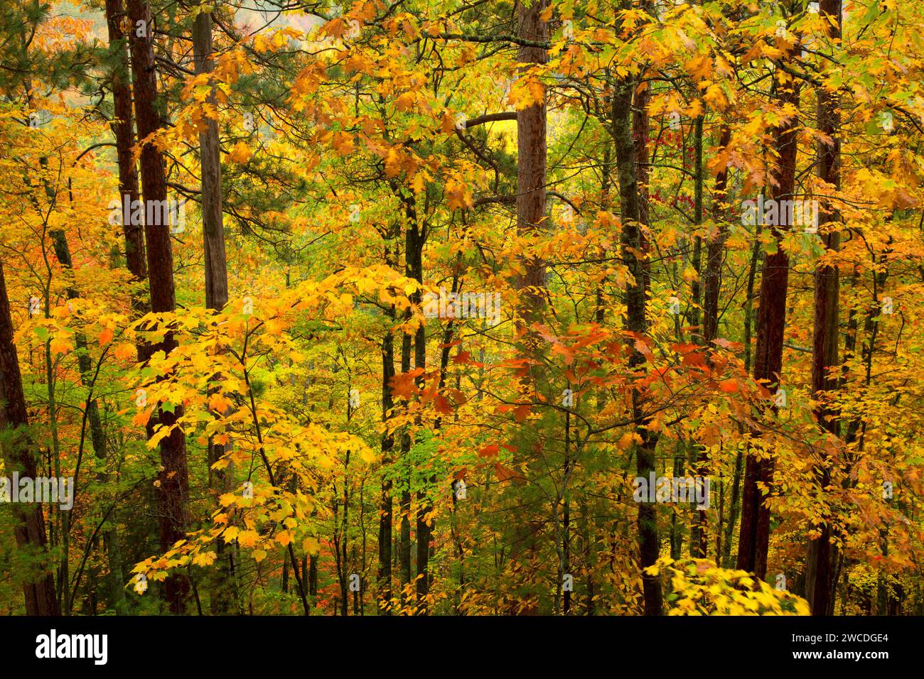 Forest along Sturgeon Falls Trail, Sturgeon River Wilderness