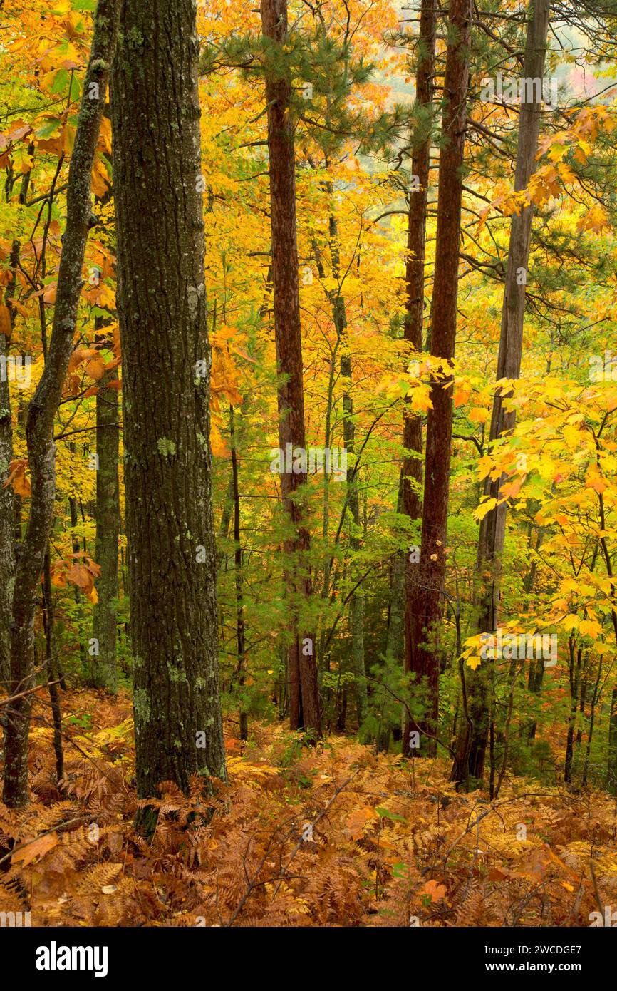 Forest along Sturgeon Falls Trail, Sturgeon River Wilderness