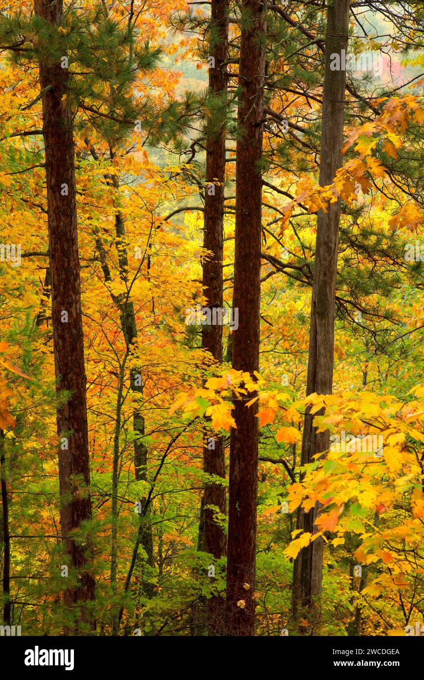 Forest along Sturgeon Falls Trail, Sturgeon River Wilderness