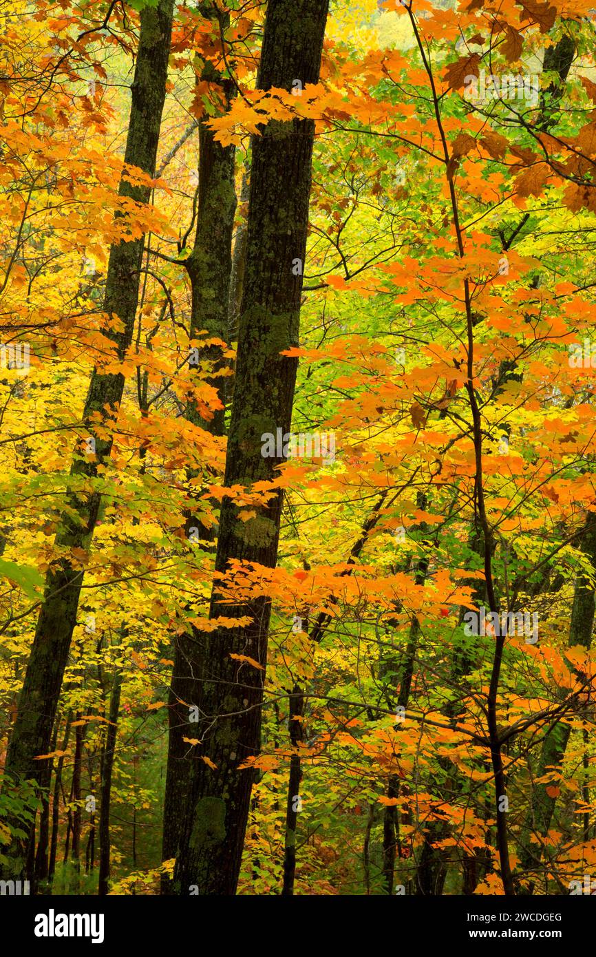 Forest along Sturgeon Falls Trail, Sturgeon River Wilderness