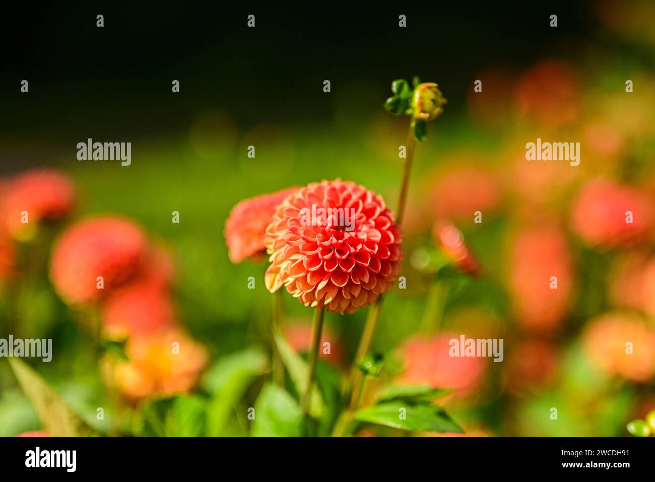 Ball dahlia 'Cornel Brons' flowers - selective focus natural background Stock Photo