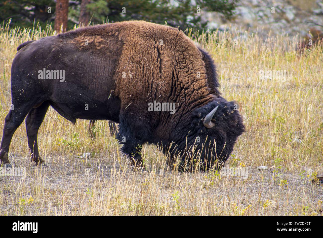 A lone bison foraging in a field with sparse trees in the background ...