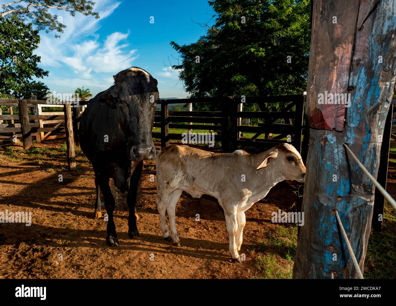 Cow field paddock nature grass hi-res stock photography and images - Alamy