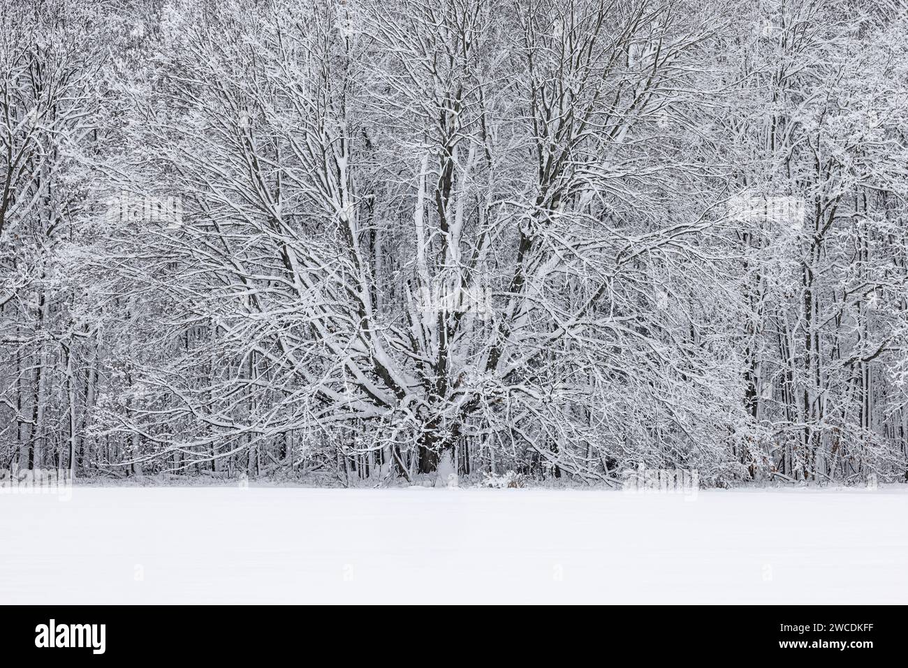 Wind-blasted snow clinging to hardwood trees after a winter storm in ...