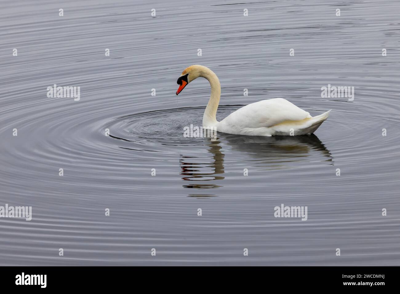 Mute Swan, Cygnus olor, on Morley Mill Pond after a snowstorm in