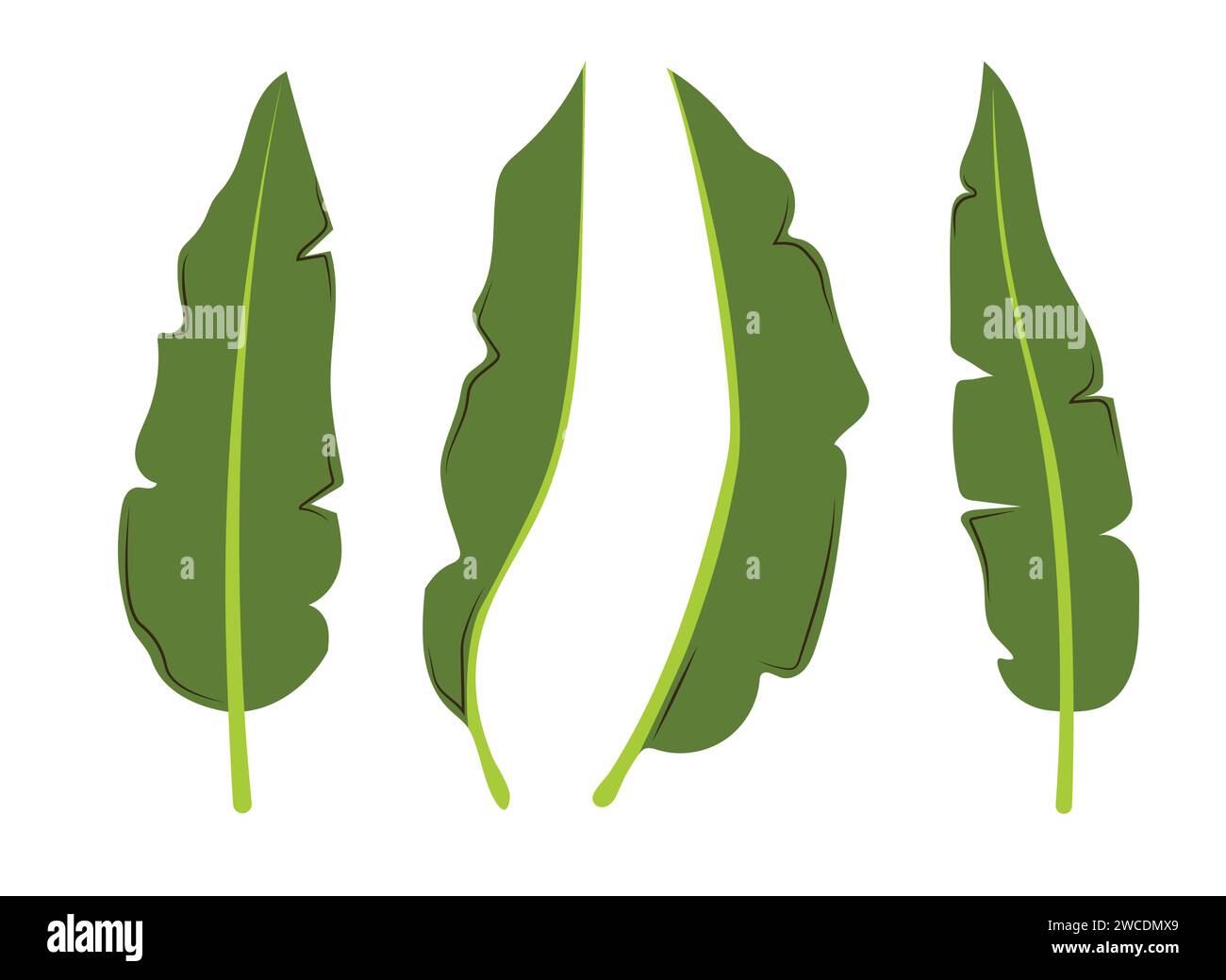 Tropical exotic leaves set. Banana leaf in different sides. Vector hand drawn illustration in a trendy style isolated on white background. Stock Vector