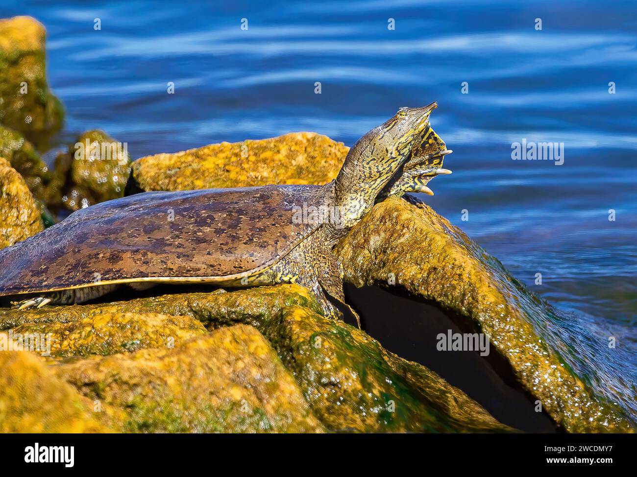 A Spiny Softshell Turtle sunning itself atop the mossy rocks by the shoreline of Cherry Creek State Park Reservoir in Colorado. Stock Photo