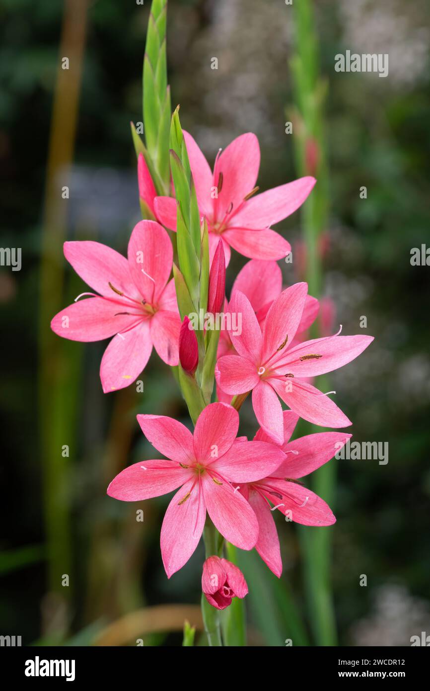 Close up of  bugle lily (Watsonia) flowers in bloom Stock Photo