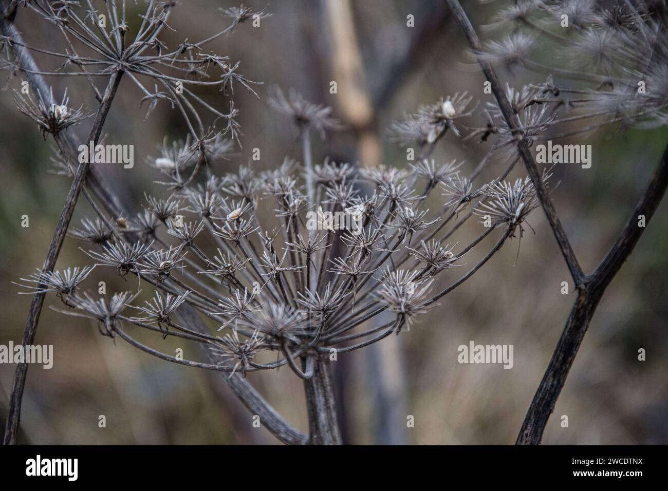 Der Blütenstand des Bärenklaus im Winter Stock Photo