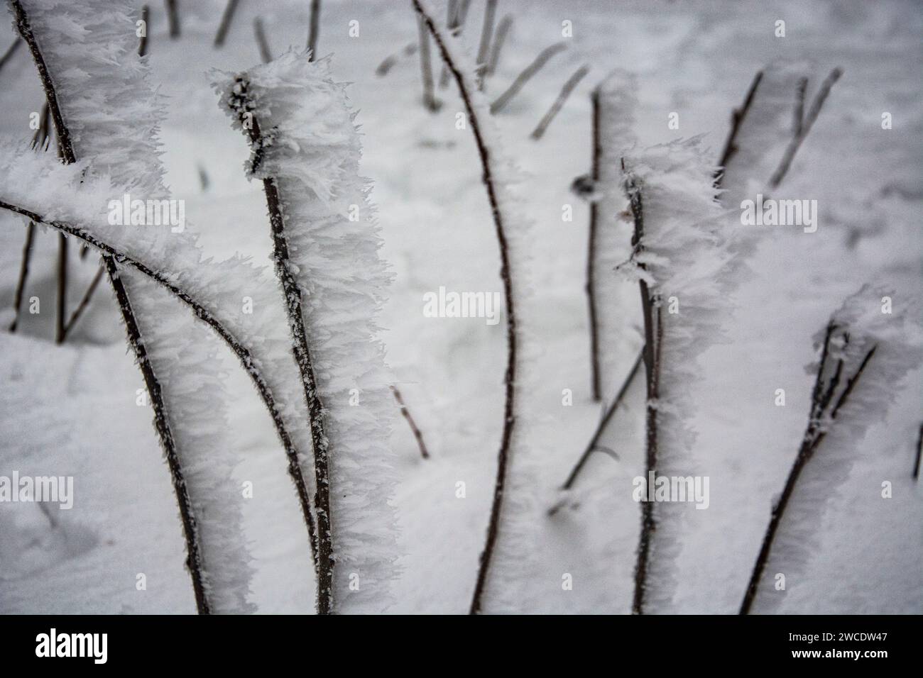 Raureif überzieht eine Winterlandschaft im Jura Stock Photo