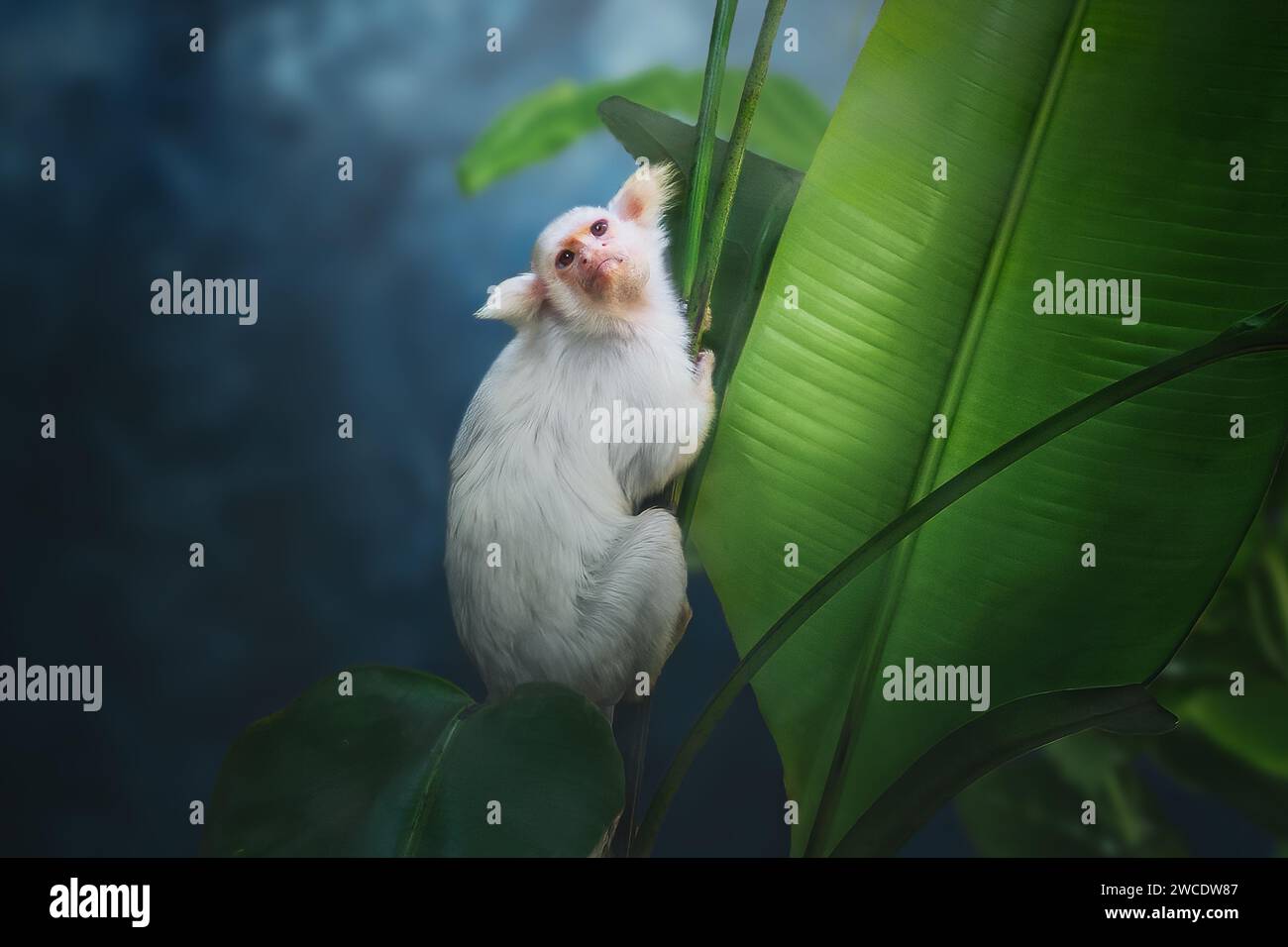 Gold-and-white Marmoset monkey (Mico chrysoleucus Stock Photo - Alamy