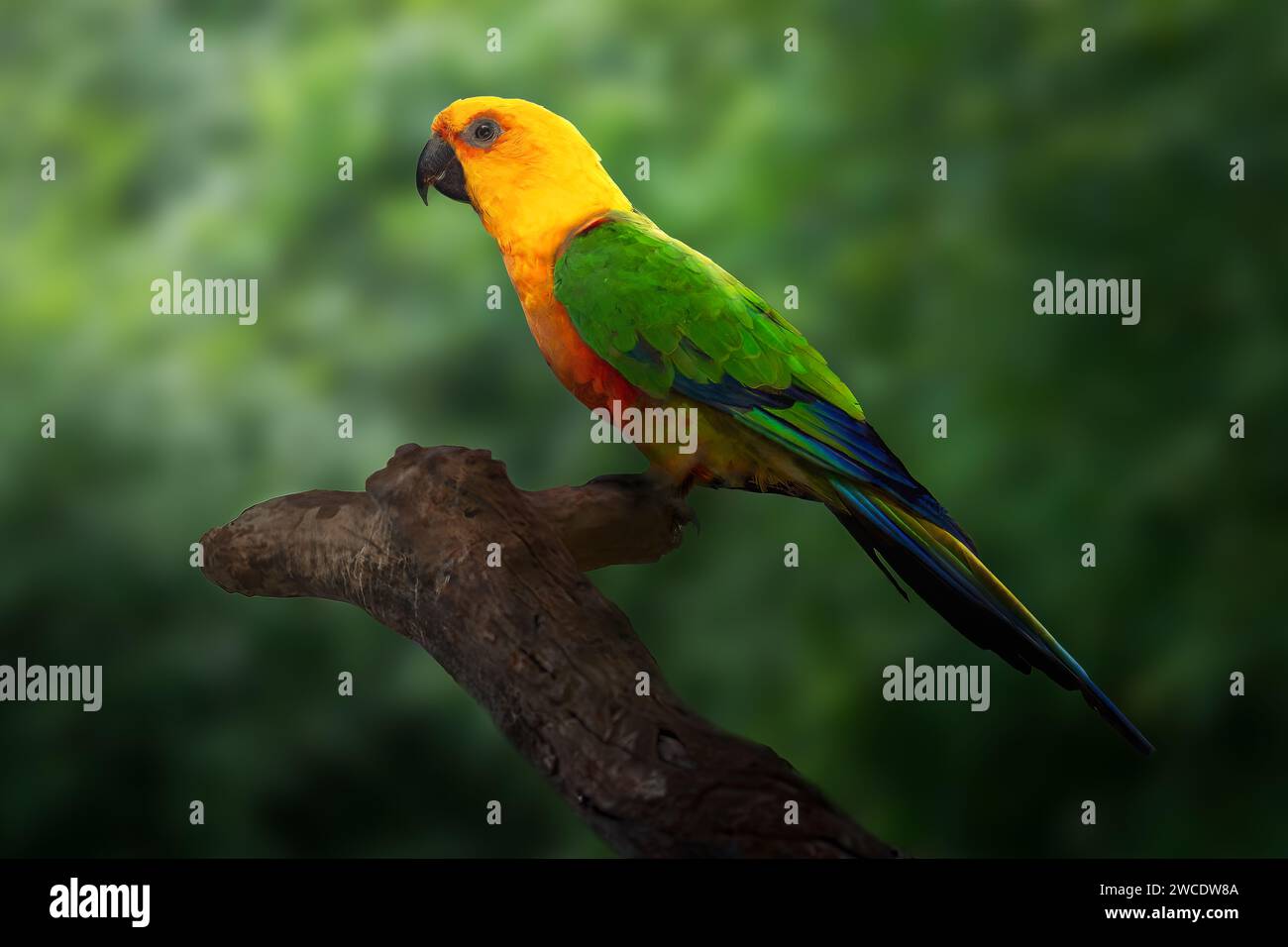 Jandaya Parakeet bird (Aratinga jandaya) Stock Photo