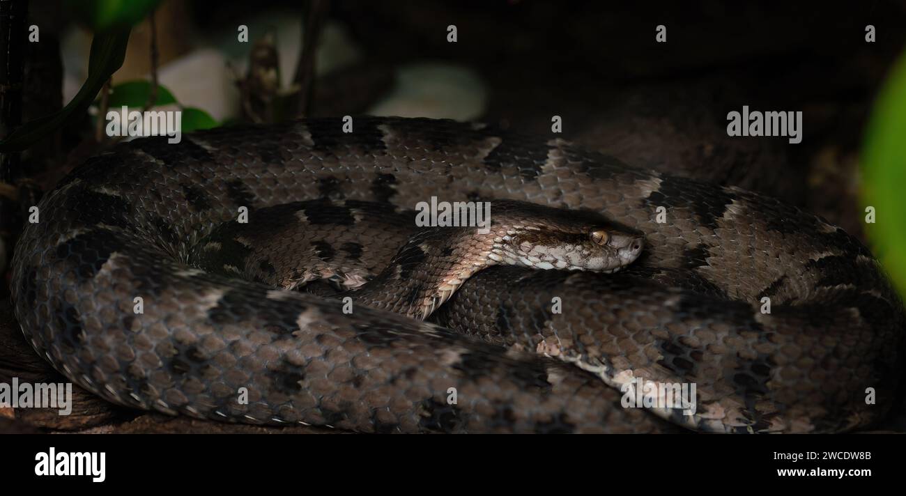 Neuwied's Lancehead (Bothrops neuwiedi) - Viper Snake Stock Photo