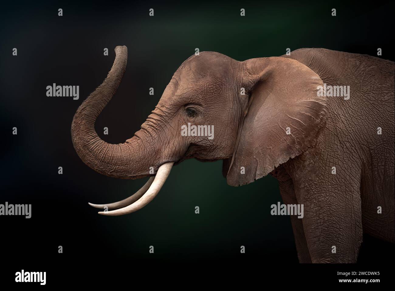 African Bush Elephant (Loxodonta africana) Stock Photo