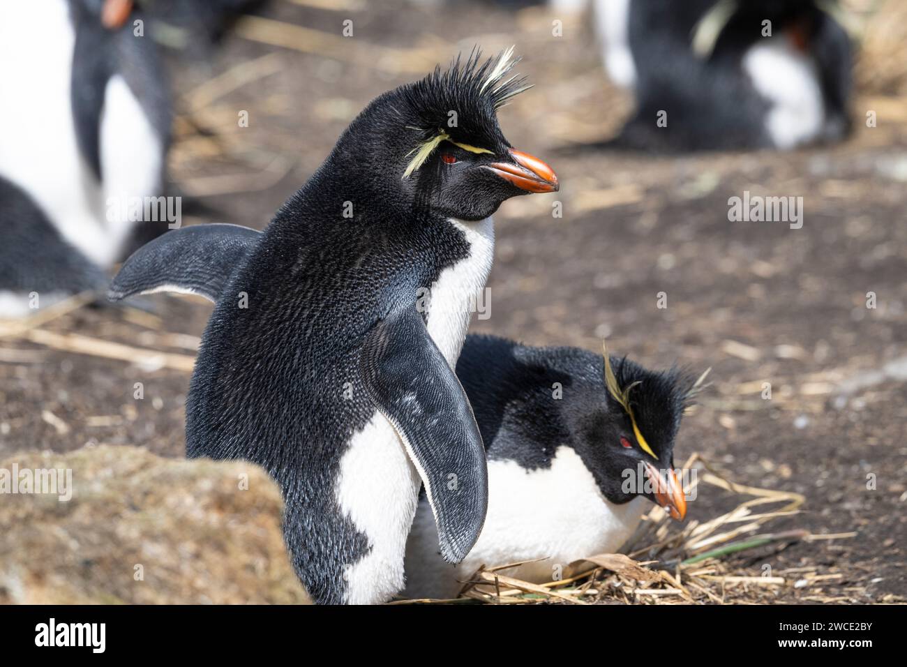 Rockhopper Penguins At Breeding Colony On Bleaker Island Falkland rockhopper-penguins-at-breeding-colony-on-bleaker-island-falkland