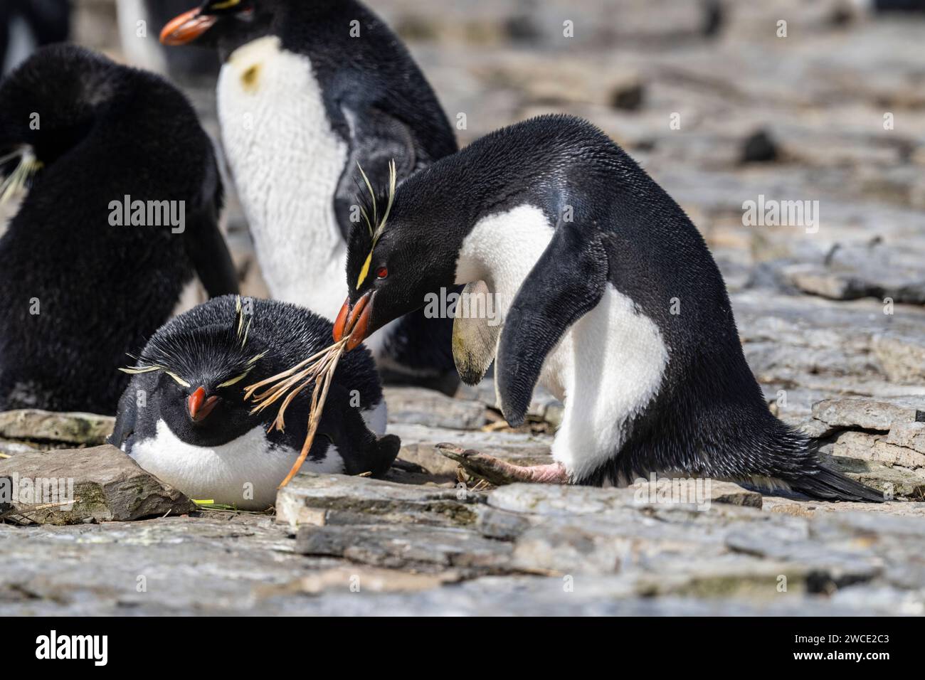 Rockhopper penguins nest building at breeding colony on Bleaker Island