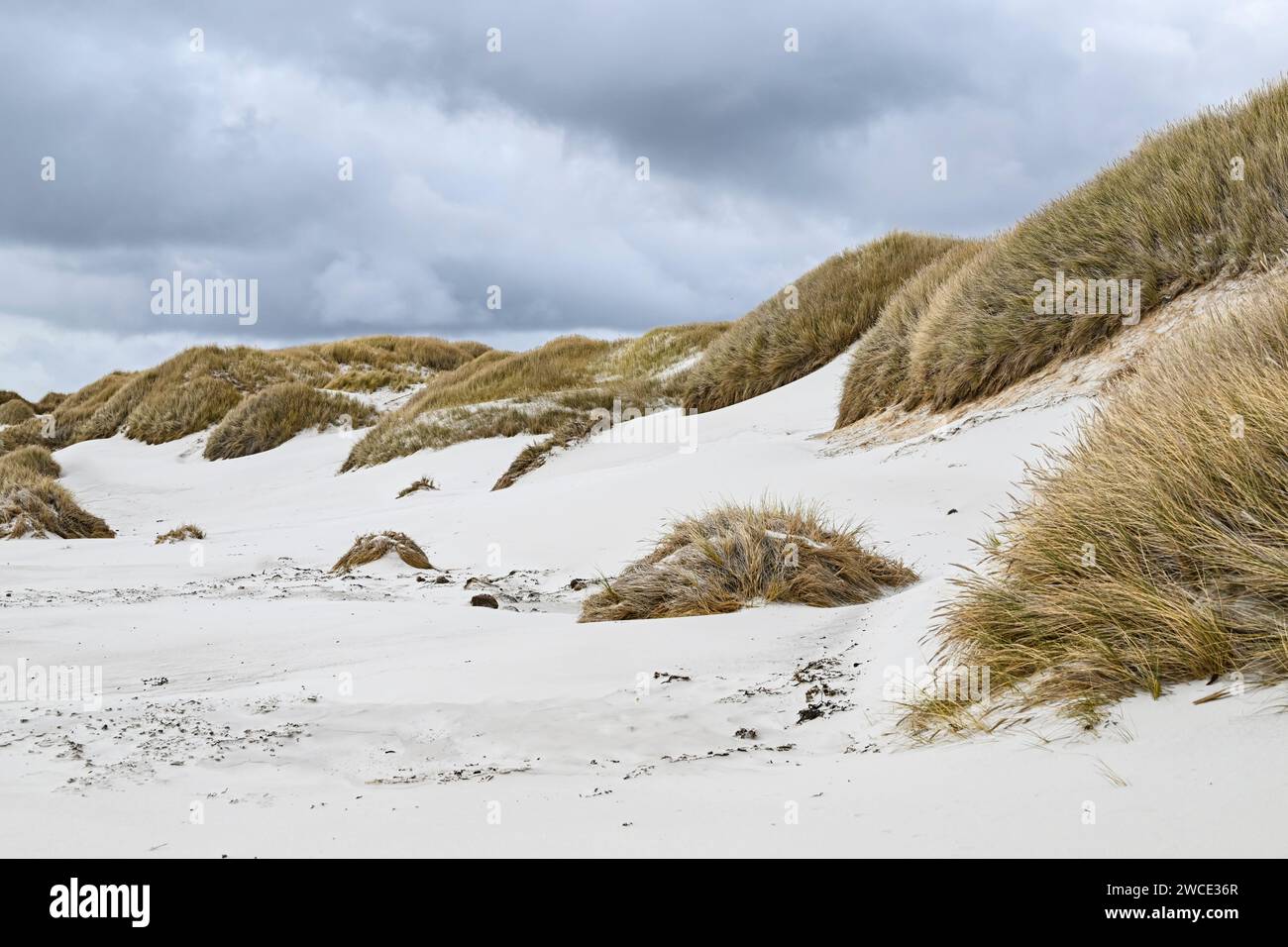 York Rbech Rocks York Beach, Stanley,, Falkland Islands Stock Photo - Alamy