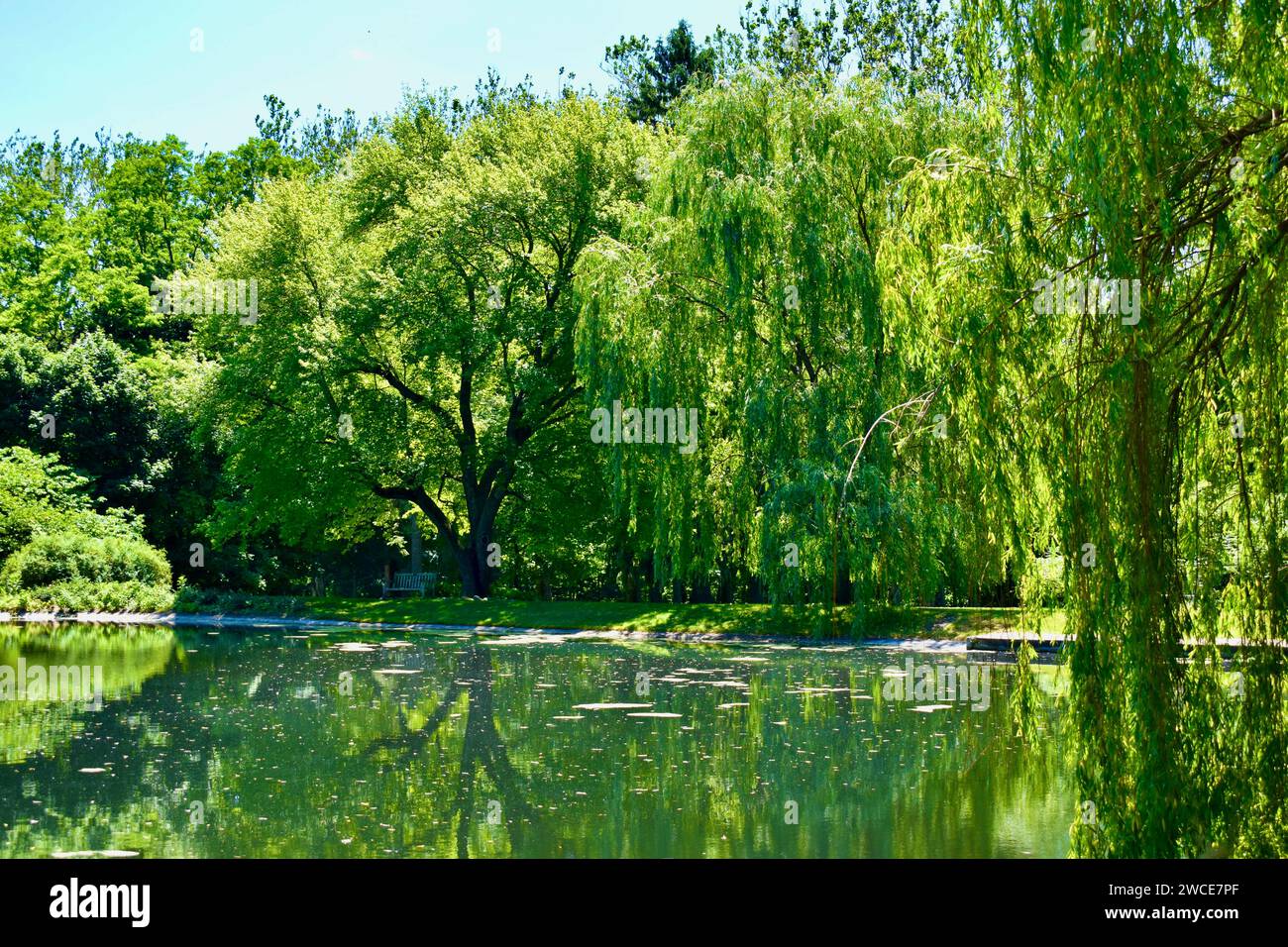 Lake with Trees Stock Photo Alamy