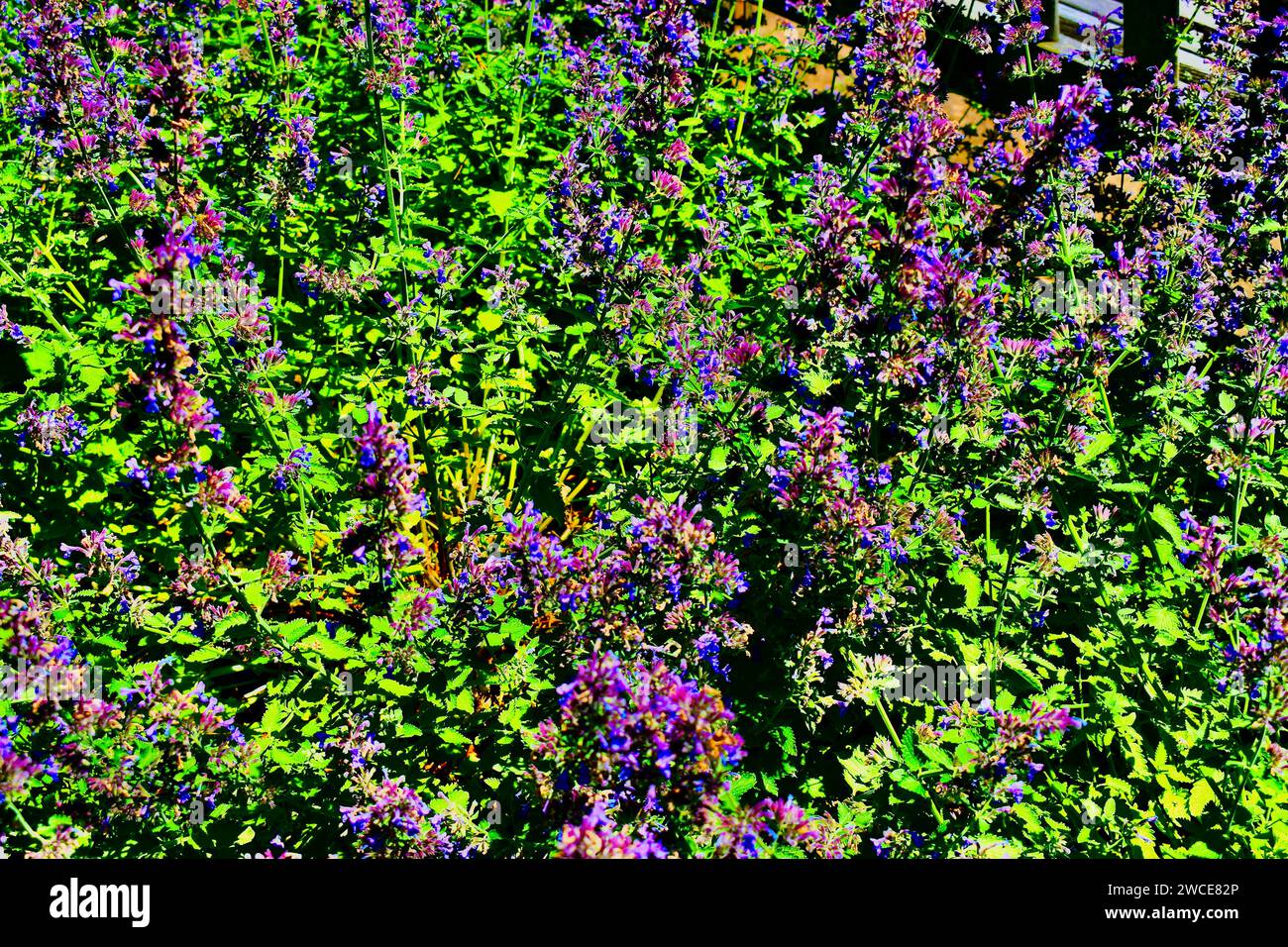 Lilac Bush Stock Photo