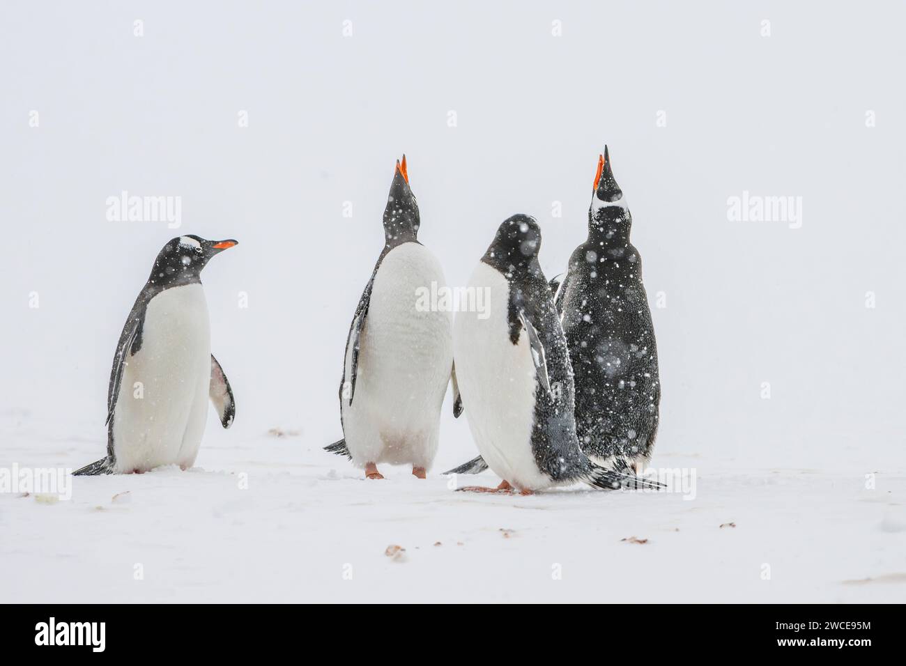 Gentoo penguins at breeding grounds, Cuverville Island, Antarctica