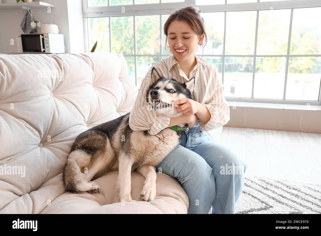 Woman brushing Siberian Husky's teeth at home Stock Photo Alamy