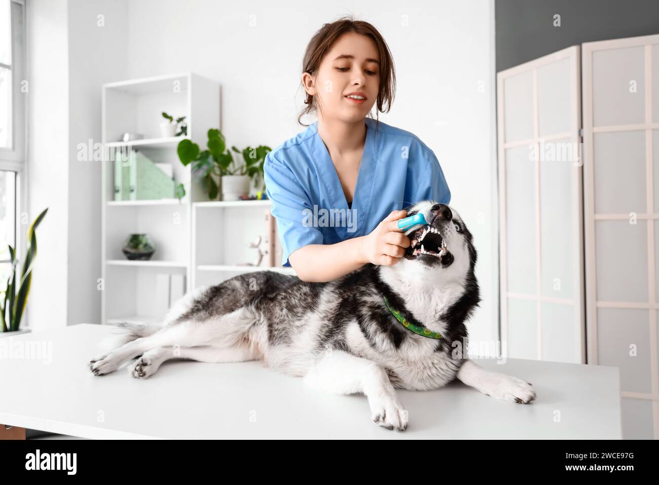 Veterinarian brushing Siberian Husky dog's teeth during dental hygiene